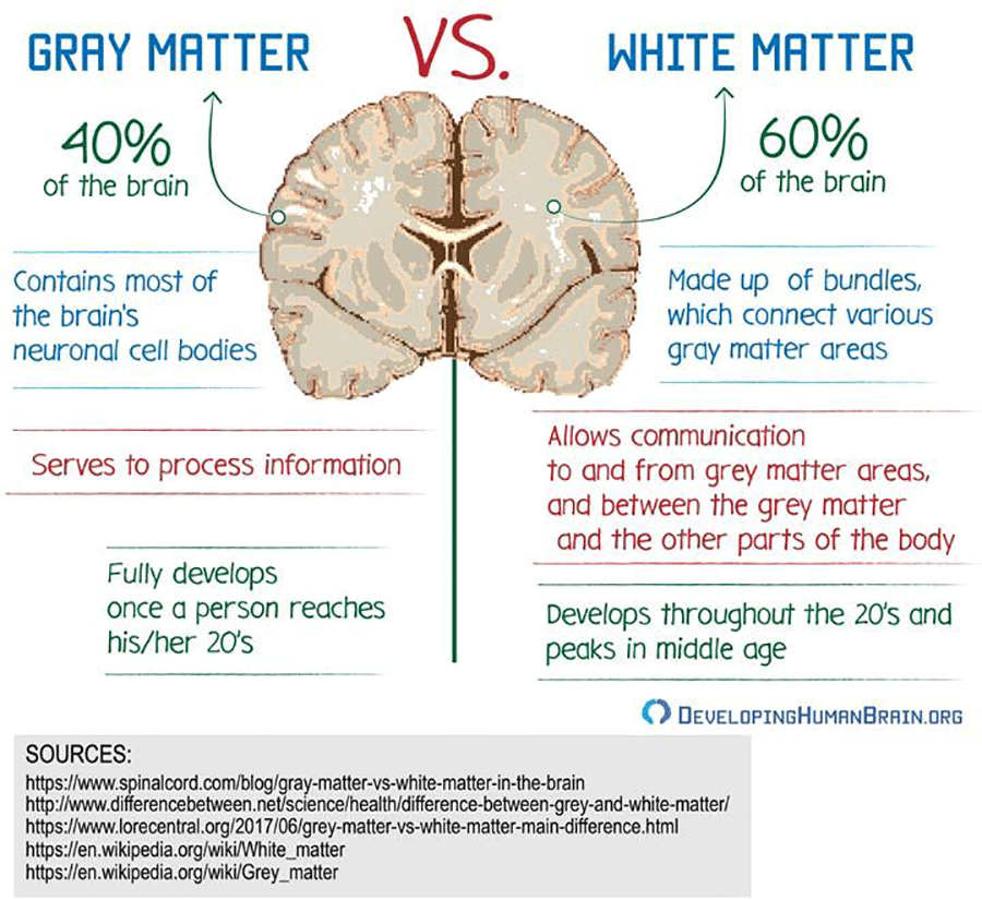 Gray Matter Vs White Matter Infographic