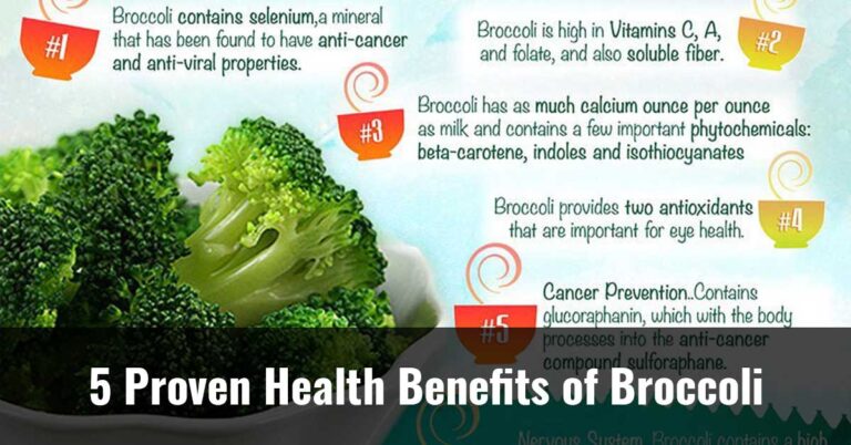 5 Proven Health Benefits Of Broccoli