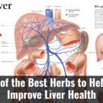 5 Of The Best Herbs To Help Improve Liver Health