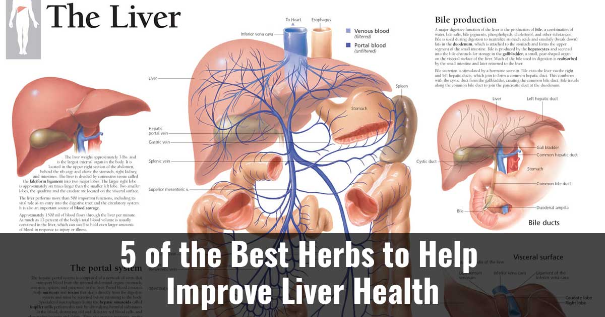 5 Of The Best Herbs To Help Improve Liver Health