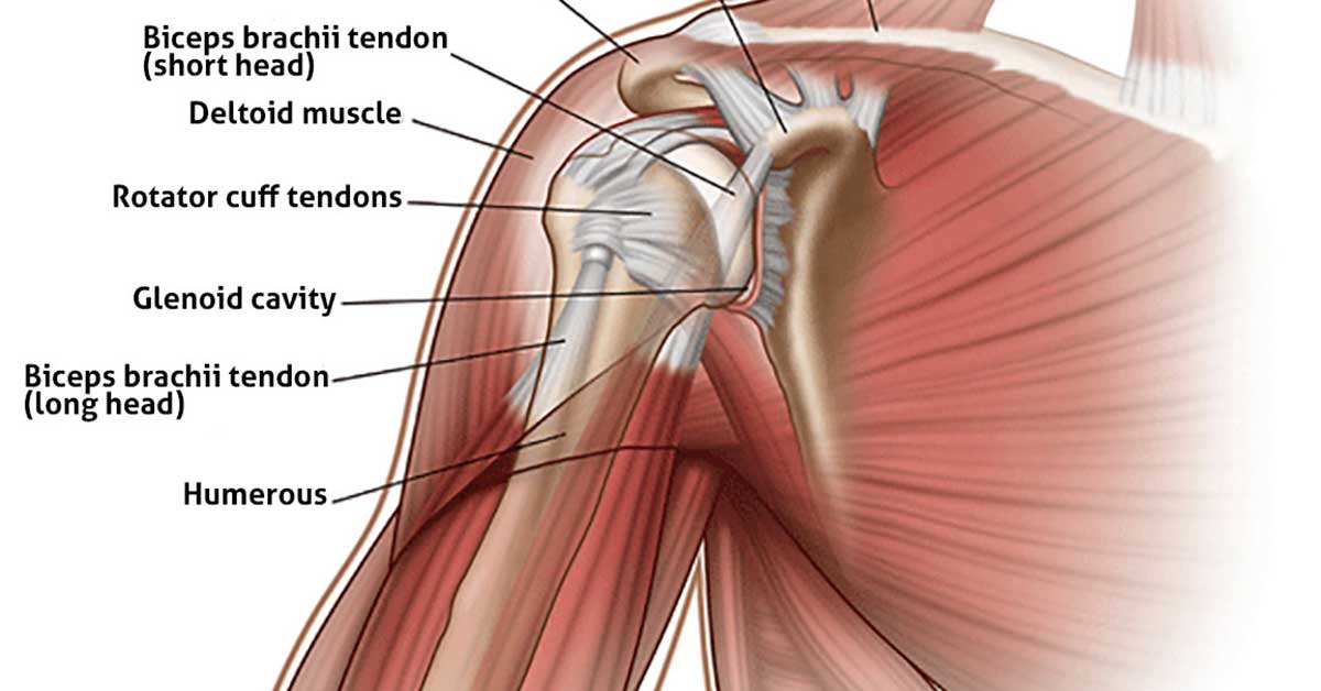 5 Of The Best Shoulder Impingement Exercises And Stretches F
