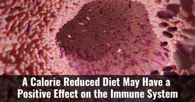 A Calorie Reduced Diet May Have A Positive Effect On The Immune System