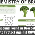 A Compound Found In Broccoli May Help To Protect Against Covid 19