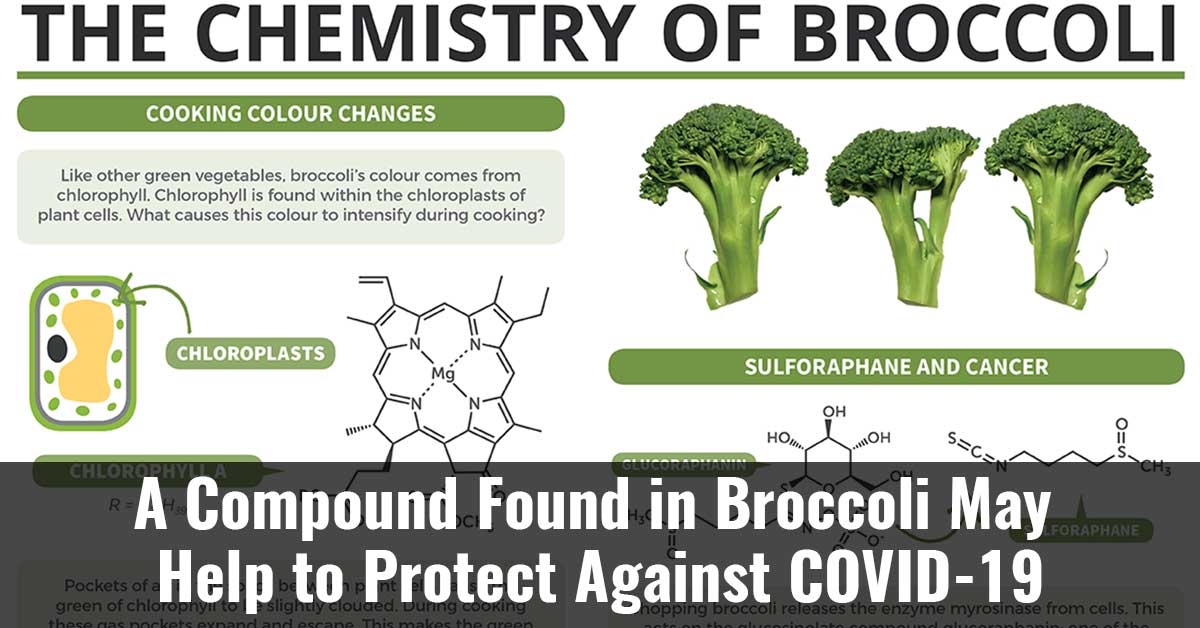 A Compound Found In Broccoli May Help To Protect Against Covid 19