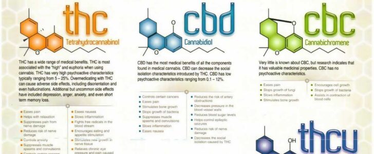 Cannabinoid Education Infographic F
