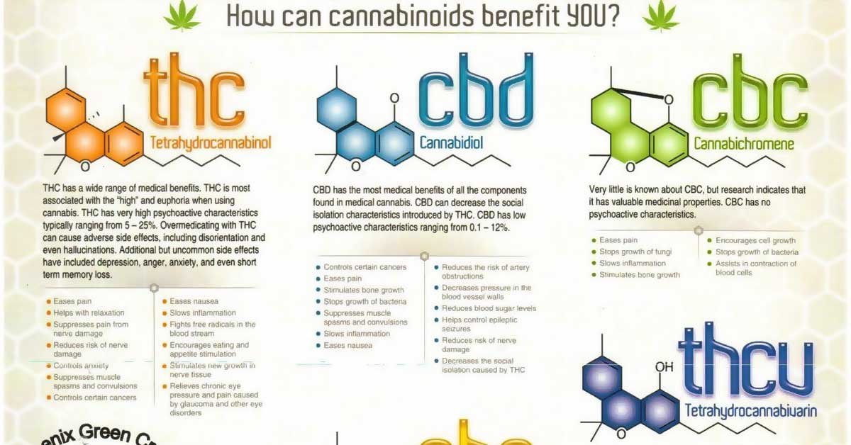 Cannabinoid Education Infographic F