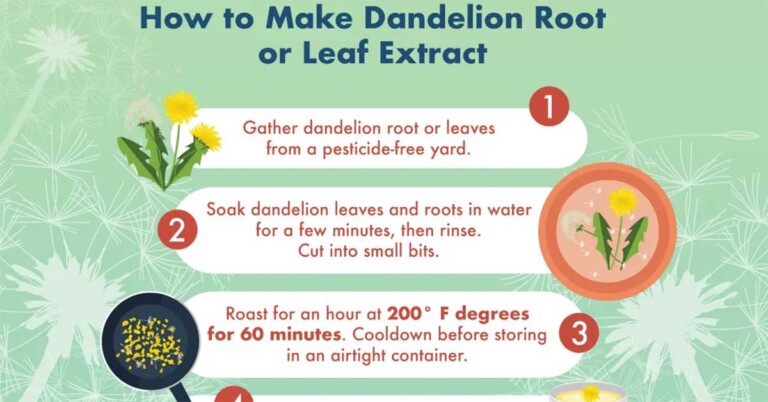 Dandelion May Help To Reduce High Blood Pressure F