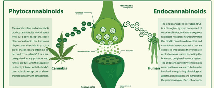 Endocannabinoid Infographic F