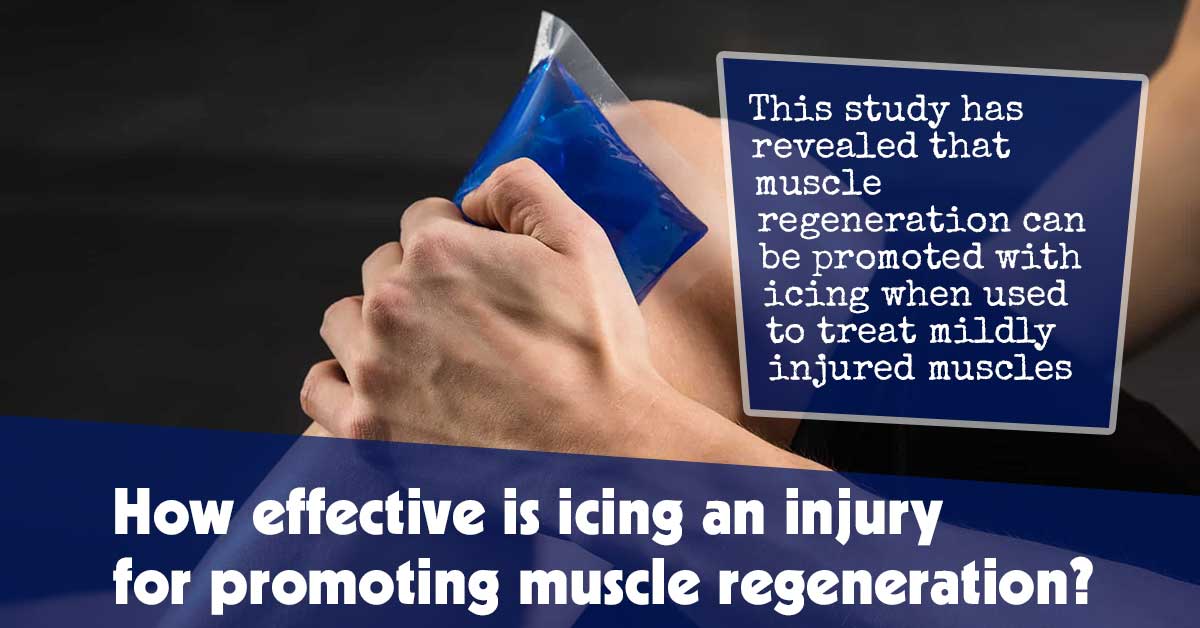 How Effective Is Icing an Injury for Promoting Muscle Regeneration?