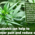 Medical Cannabis Can Help To Relieve Cancer Pain And Reduce Opioid Use