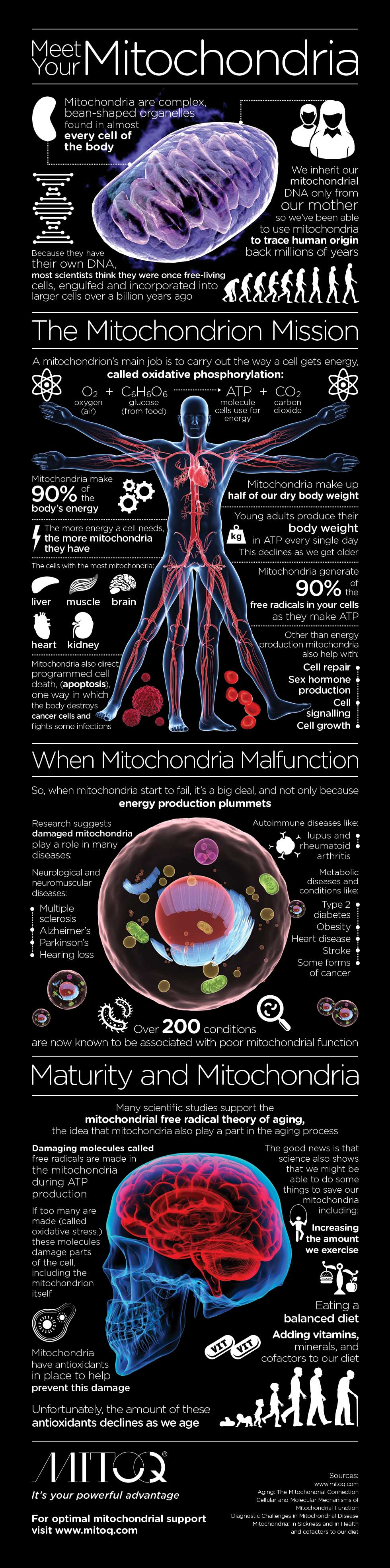 Mitokondri İnfografik