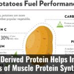 Potato Derived Protein Helps Improve Rates Of Muscle Protein Synthesis