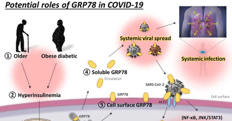 Potential Roles Of Grp78 In Covid 19 F