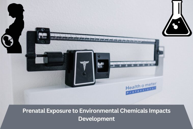 Prenatal Exposure To Environmental Chemicals Impacts Development