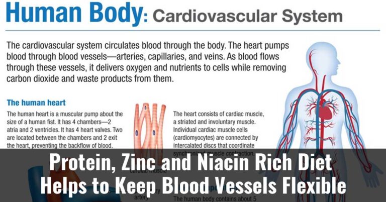 Protein, Zinc And Niacin Rich Diet Helps To Keep Blood Vessels Flexible