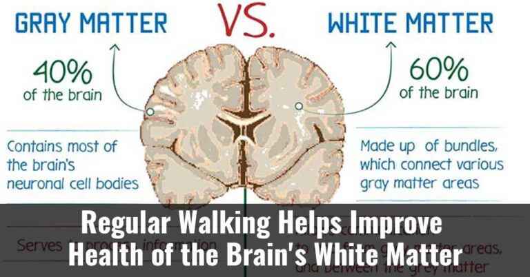 Regular Walking Helps Improve Health Of The Brains White Matter