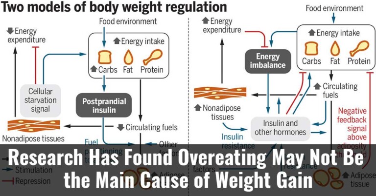 Research Has Found Overeating May Not Be The Main Cause Of Weight Gain F