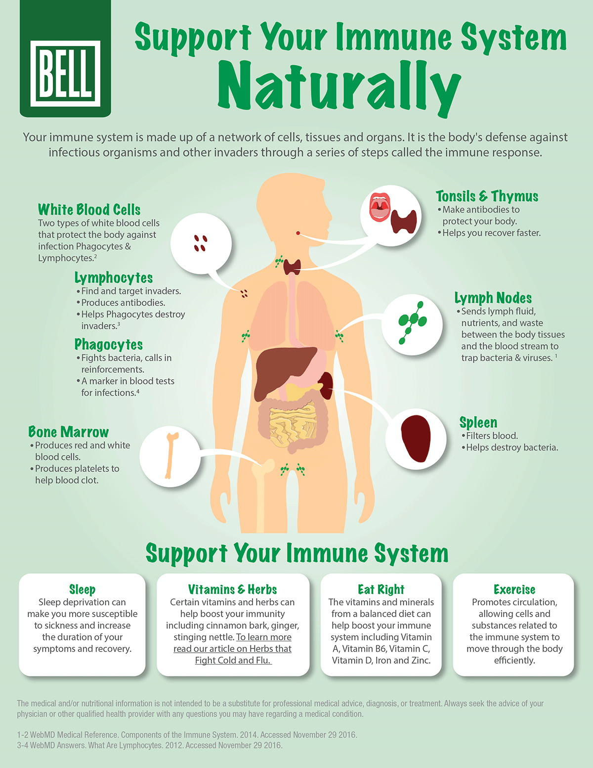 Support Your Immune System Naturally Infographic