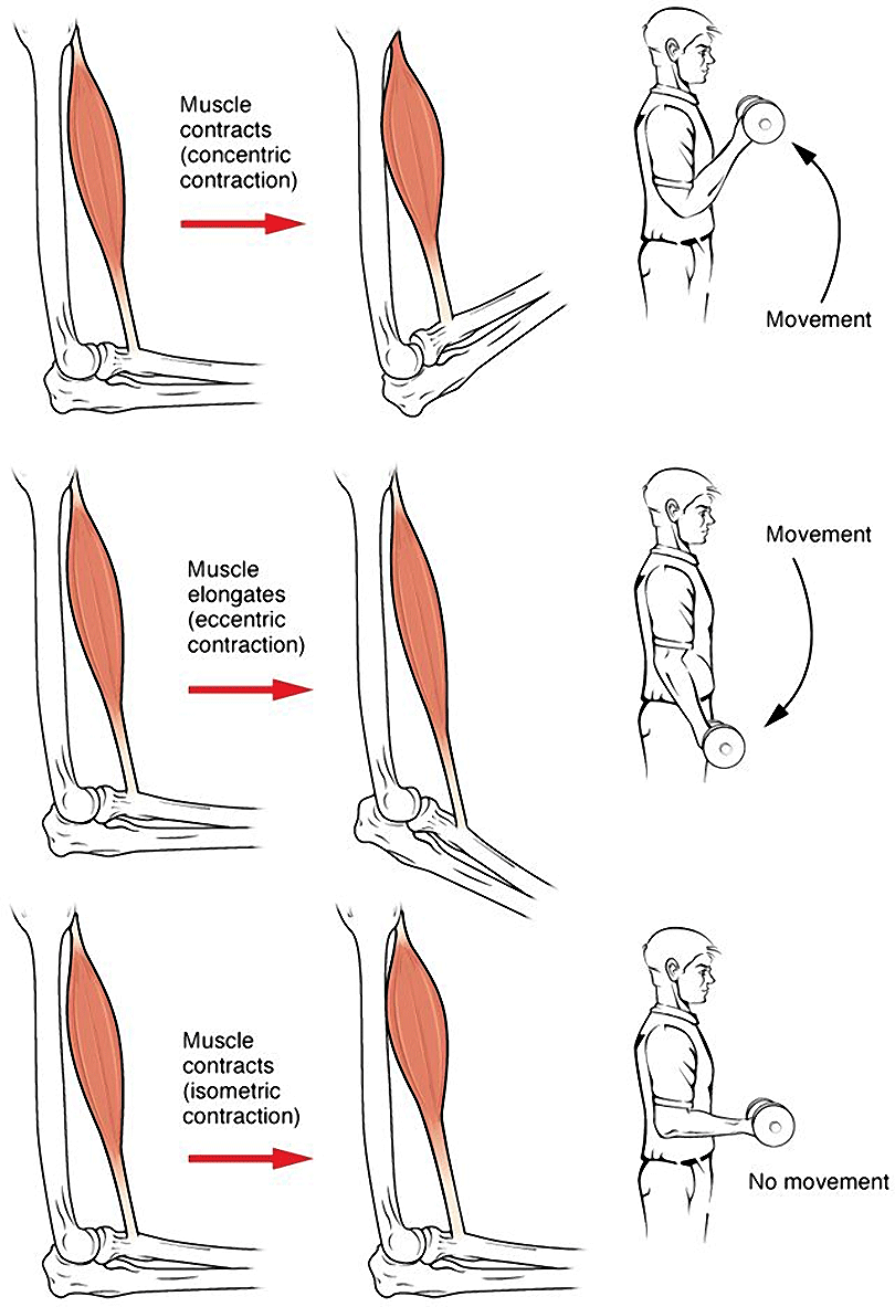 Types Of Muscle Contraction Infographic