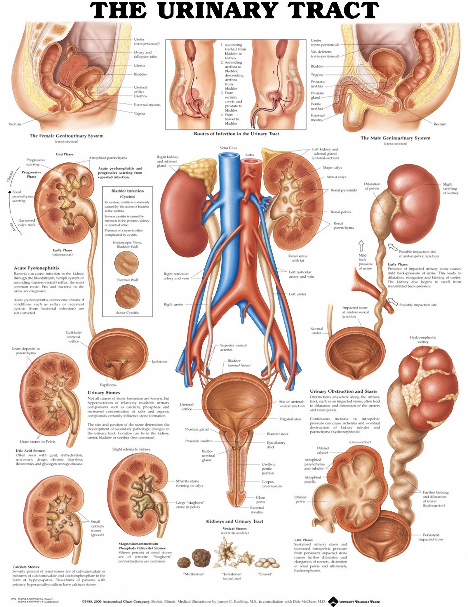 Urinary Tract Anatomical Chart