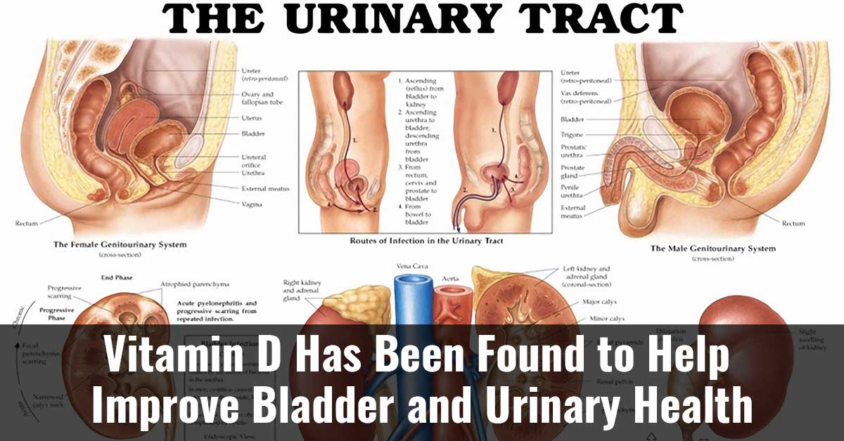 Vitamin D Has Been Found To Help Improve Bladder And Urinary Health