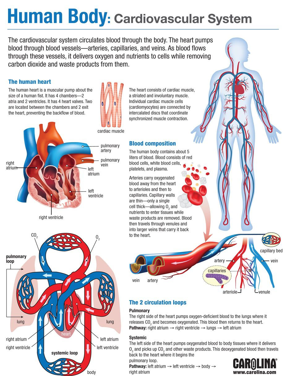 Cardiovascular System Infographic