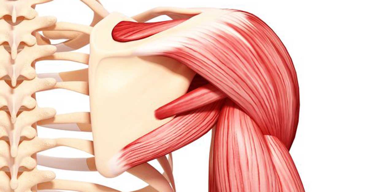 Deltoid Muscle Anatomy F