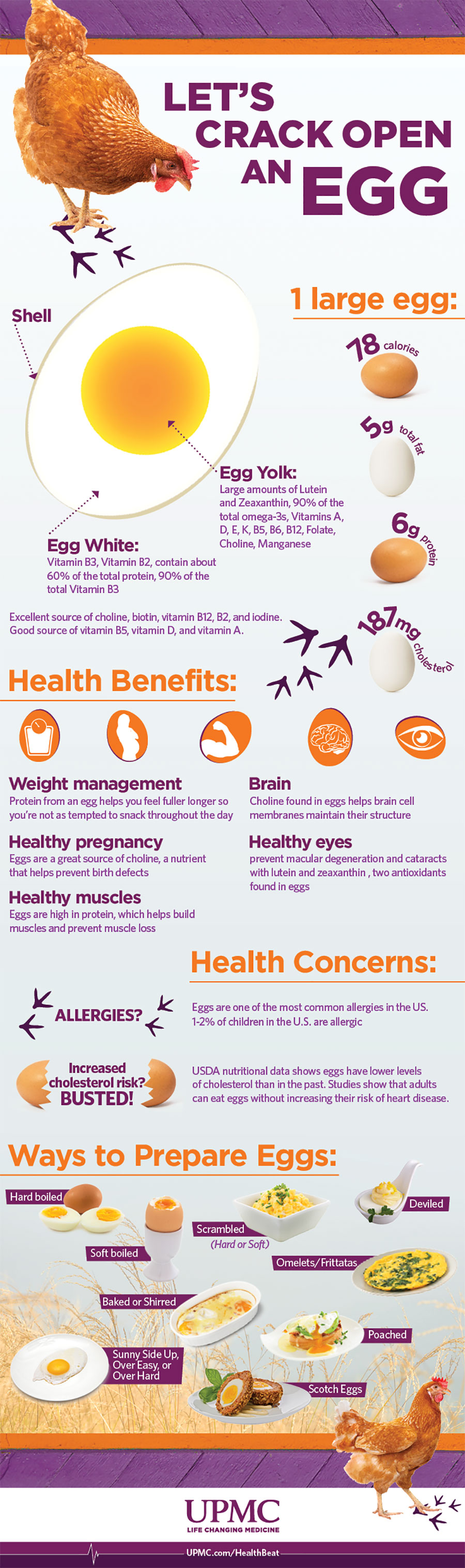 Egg Benefits Infographic