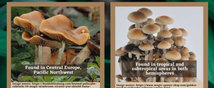 Psilocybin Containing Mushrooms Infographic F