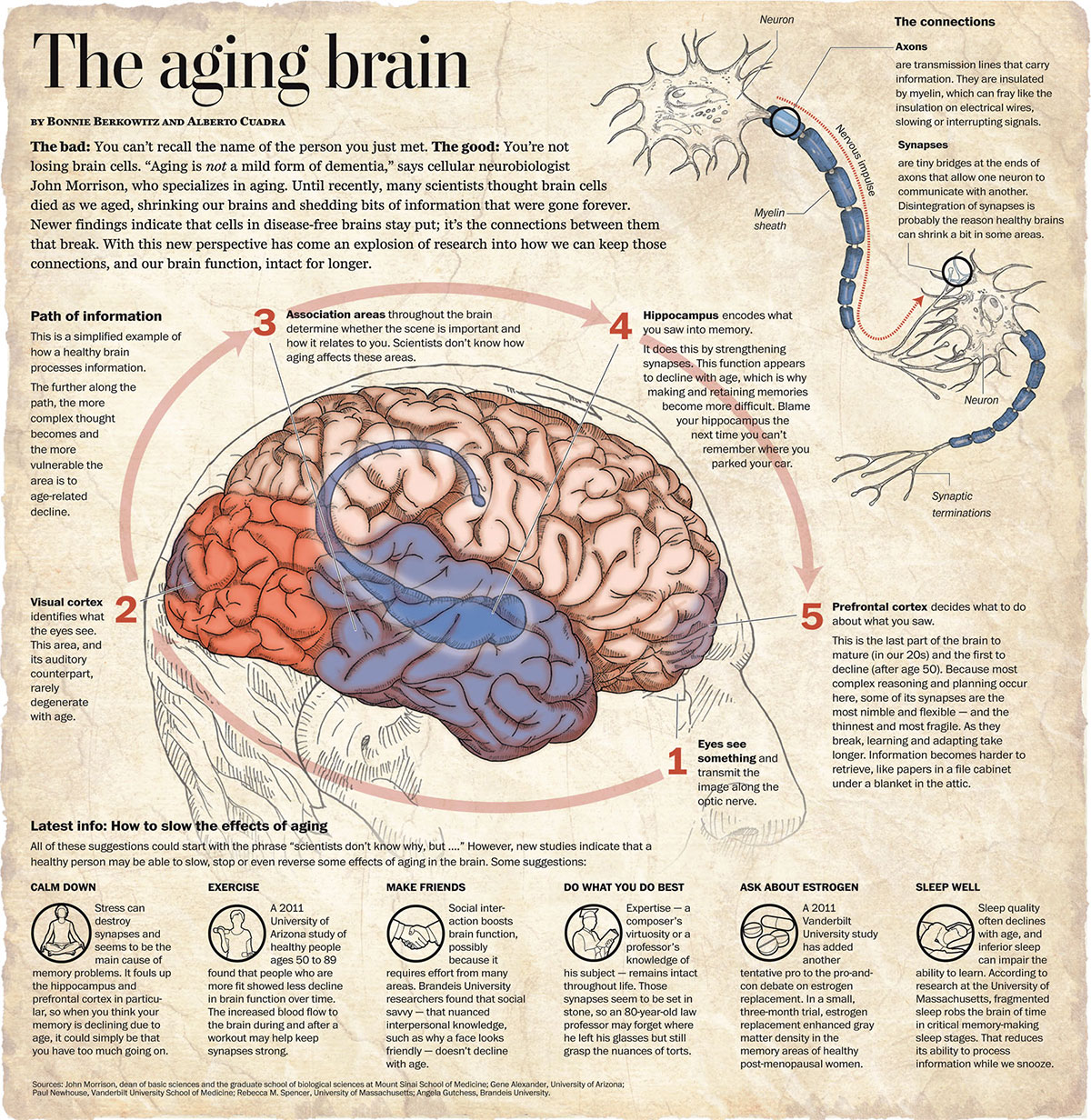 The Aging Brain Infographic