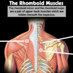 The Rhomboid Muscles F