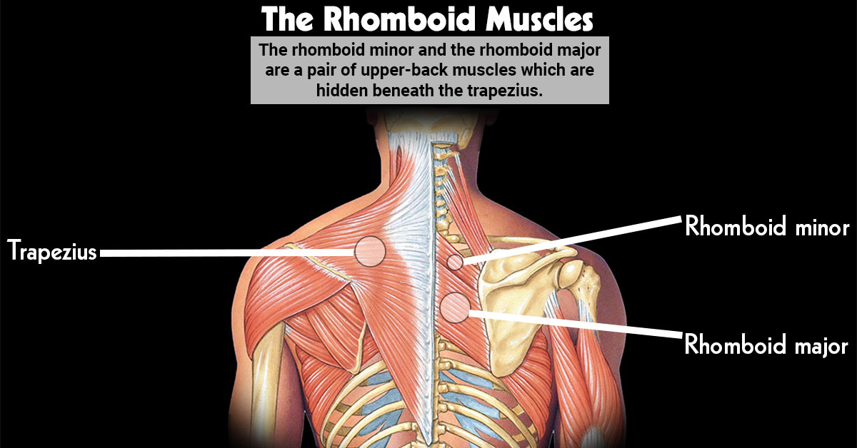 The Rhomboid Muscles F