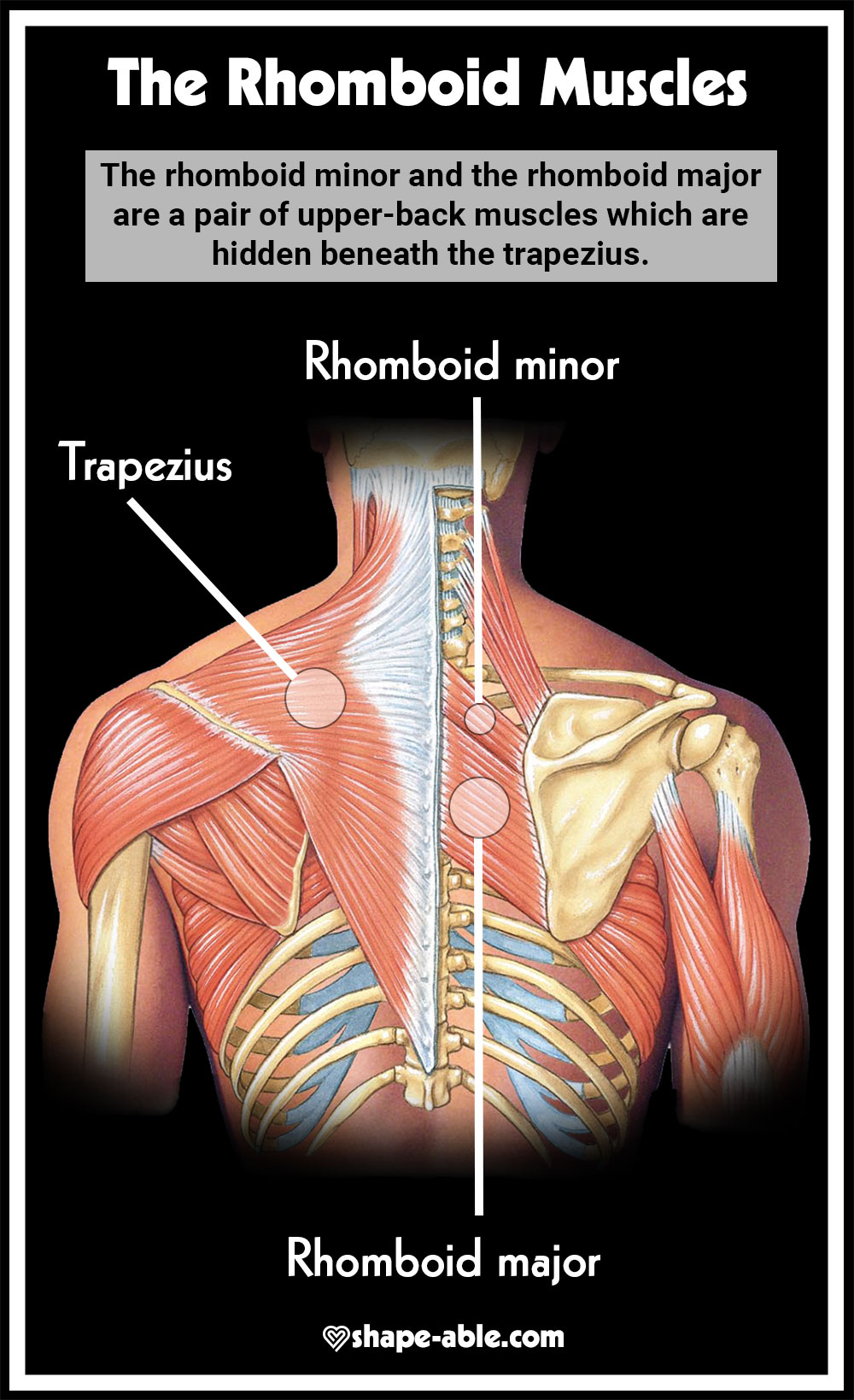 The Rhomboid Muscles